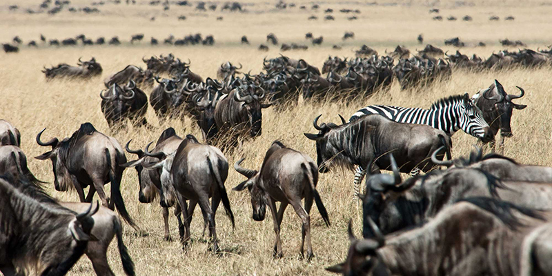 4-days-great-masai-mara-luxury-migration-safari-2 4-days-great-masai-mara-luxury-migration-safari-2