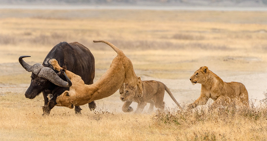 8-days-lake-manyara-serengeti-ngorongoro-crater-1 8-days-lake-manyara-serengeti-ngorongoro-crater