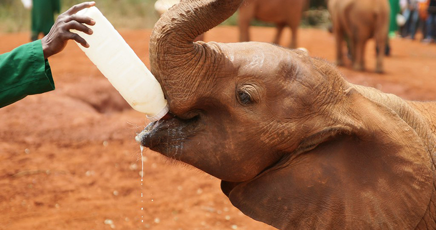 daphne-sheldrick-elephant-orphanage-day-trip daphne-sheldrick-elephant-orphanage-day-trip