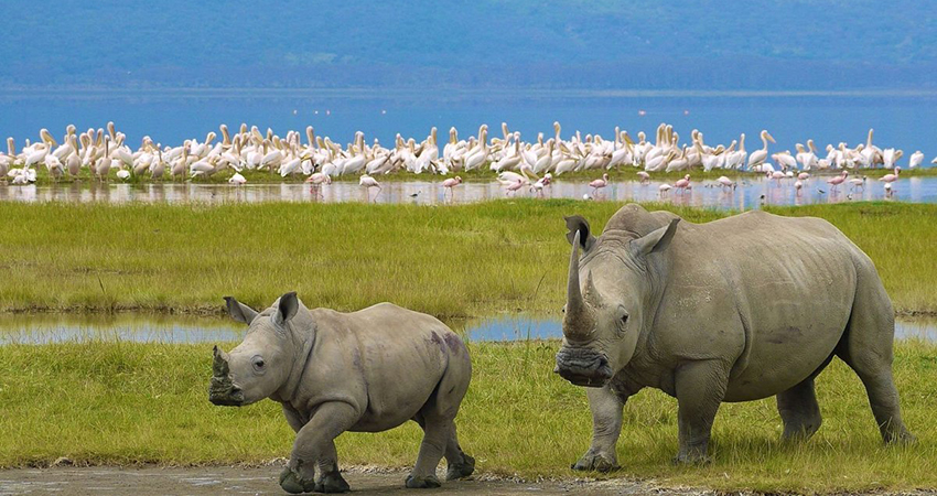 lake-nakuru-national-park-day-trip lake-nakuru-national-park-day-trip
