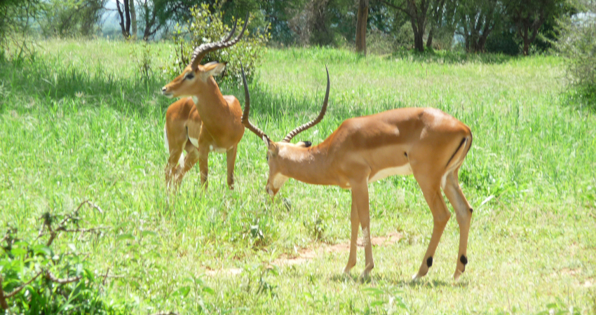 10 Days Kenya & Tanzania Amazing Wildlife Safari 1