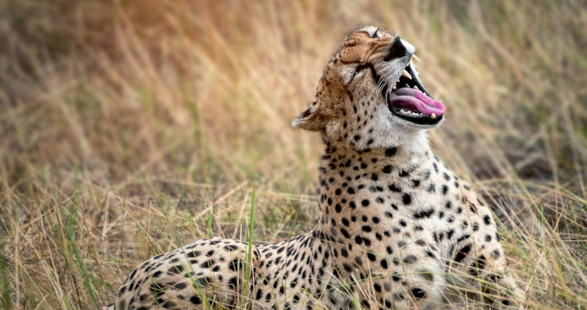 12 Days Kenya & Tanzania Wildlife Safari