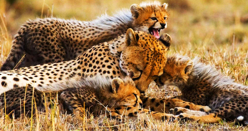 2 Days Lake Manyara- Ngorongoro Crater Safari