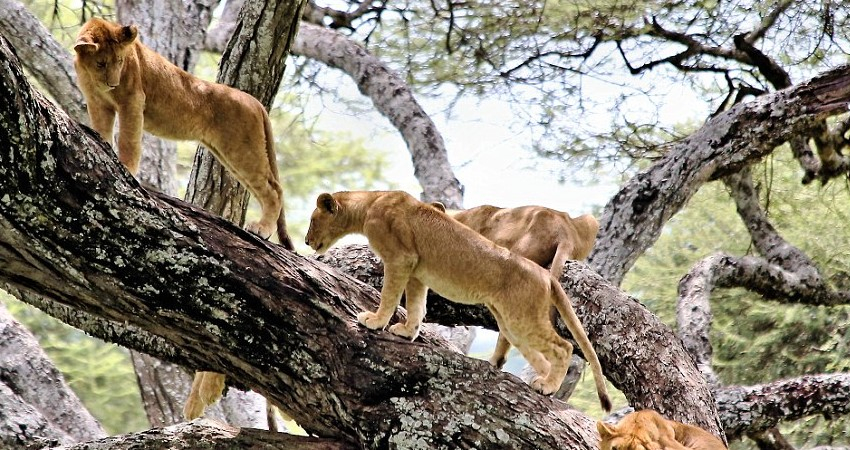 2 Days Lake Manyara- Ngorongoro Crater Safari