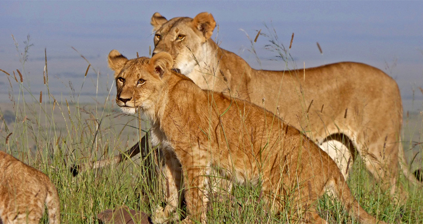 2 Days Masai Mara Safaris