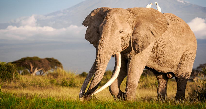 3 Days Amboseli