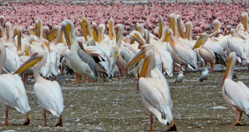 4 Days Masai Mara & Lake Nakuru combined Safari