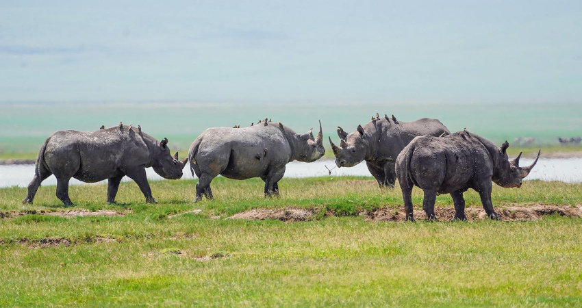 5 Days Lake Manyara- Ngorongoro Crater- Serengeti