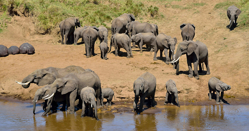 6 Days Lake Manyara- Ngorongoro Crater-Serengeti Tarangire