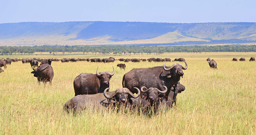 6 days Masai Mara – Lake Nakuru – Amboseli Safaris