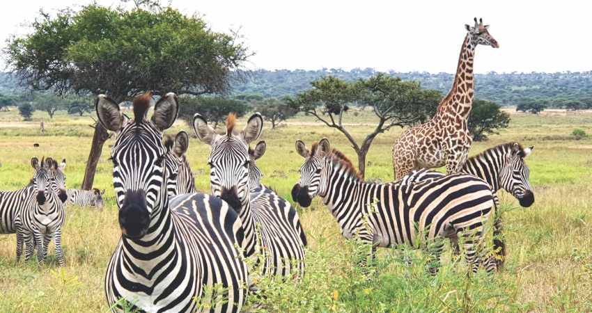 7 Days Lake Manyara- Serengeti- Ngorongoro Crater-Tarangire