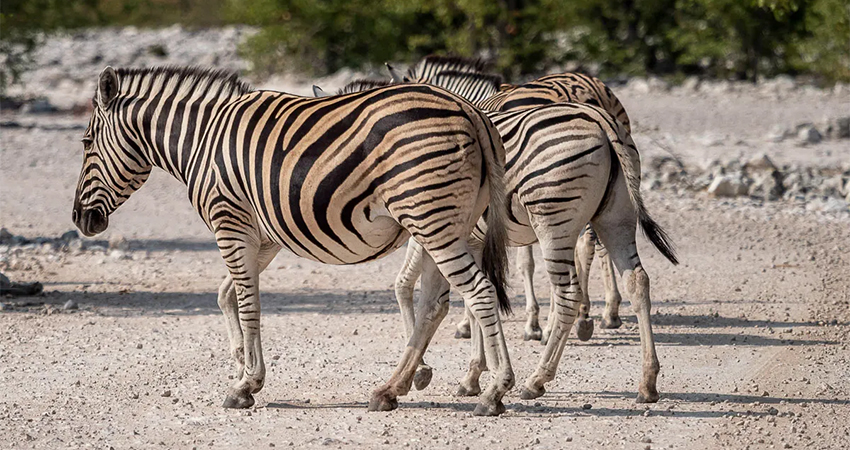 7 Days Lake Nakuru- Masai Mara- Serengeti & Ngorongoro Crater Safari