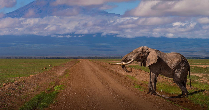 8 Days Lake Nakuru- Amboseli- Lake Manyara- Serengeti & Ngorongoro Crater
