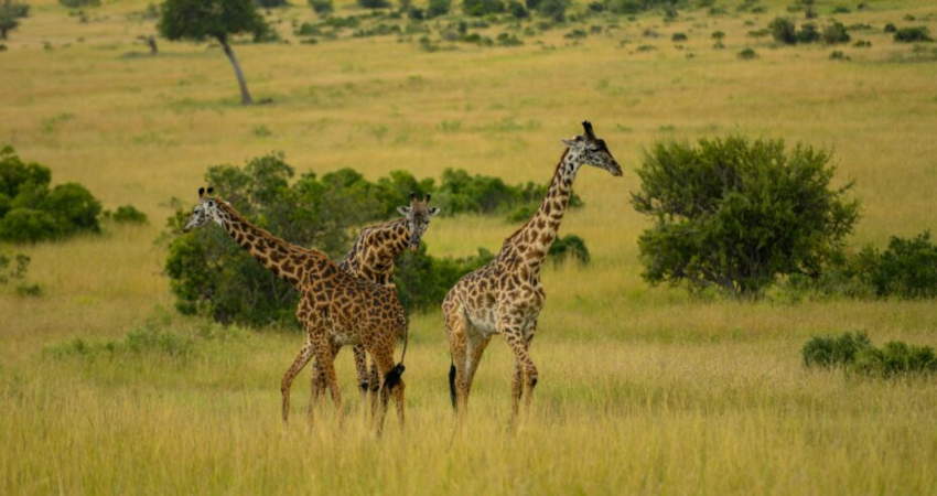 8 Days Masai Mara – Lake Nakuru – Samburu – Sweetwaters – Treehotel Safari