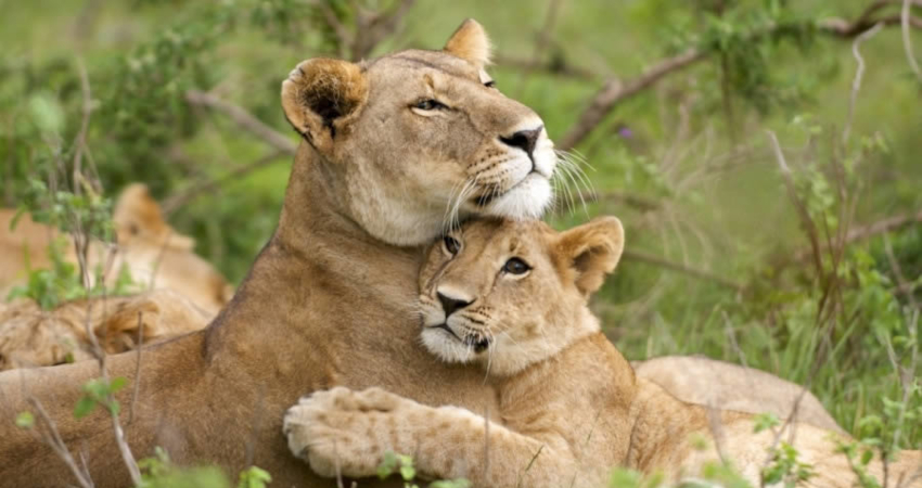 9 Days Masai Mara- Lake Nakuru- Amboseli- Serengeti- Ngorongoro Crater Safari