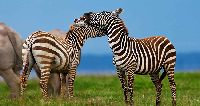 Zebras in the Lake Nakuru National Park in Kenya, Africa