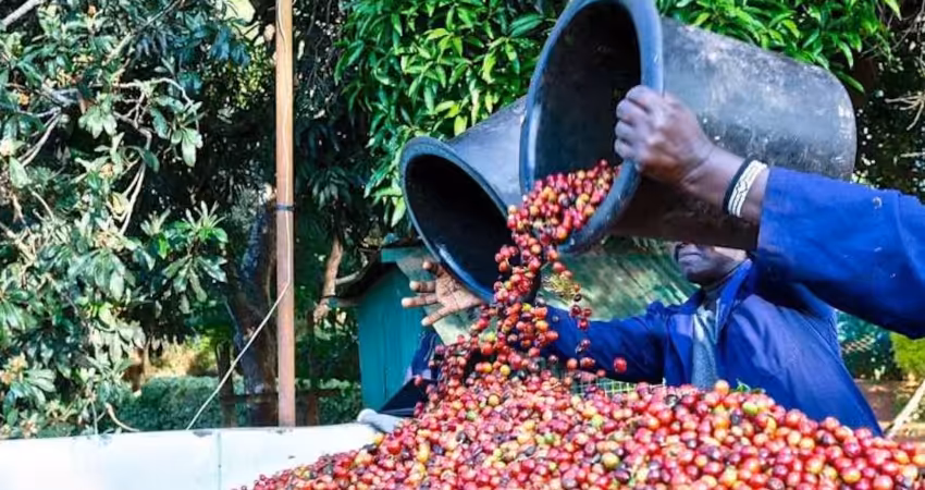 Private Tour to Fairview Coffee Farm in Nairobi with Pickup